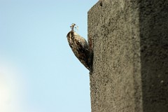 Gartenbaumläufer, Certhia brachydactyla (2)