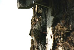 Gartenbaumläufer, Certhia brachydactyla (3)