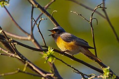 Gartenrotschwanz, Phoenicurus phoenicurus (1)