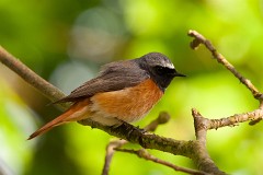 Gartenrotschwanz, Phoenicurus phoenicurus (2)