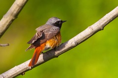 Gartenrotschwanz, Phoenicurus phoenicurus (3)