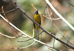 Gebirgsstelze, Motacilla cinerea (1)