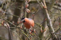 Gimpel, Pyrrhula pyrrhula (1)