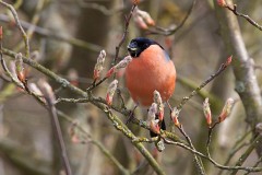 Gimpel, Pyrrhula pyrrhula (2)