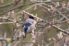 Gimpel, Pyrrhula pyrrhula (3)