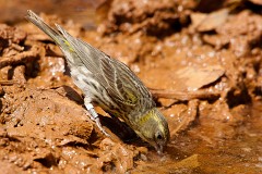 Girlitz, Serinus serinus (1)