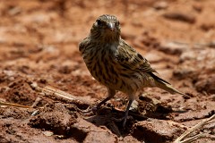 Girlitz, Serinus serinus (2)