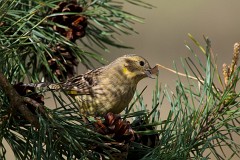 Goldammer, Emberiza citrinella (1)