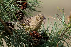 Goldammer, Emberiza citrinella (2)  Goldammer, Emberiza citrinella, Nr.2.jpg