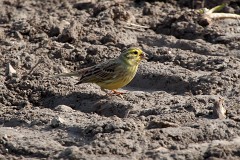 Goldammer, Emberiza citrinella (3)