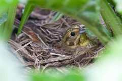 Goldammer, Emberiza citrinella (4)