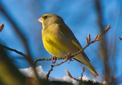 Grünfink, Carduelis chloris (1)