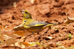 Grünfink, Carduelis chloris (2)