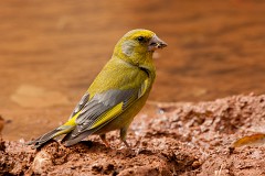 Grünfink, Carduelis chloris (3)
