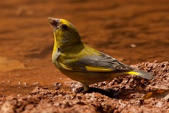 Grünfink, Carduelis chloris (4)