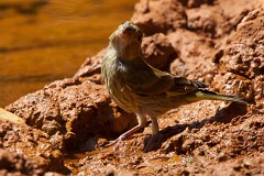 Grünfink, Carduelis chloris (5)