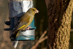 Grünfink, Carduelis chloris (6)
