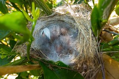 Grünfink, Carduelis chloris (7)