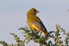 Grünfink, Carduelis chloris (8)