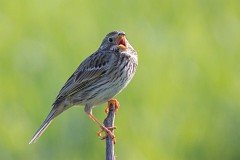 Grauammer, Emberiza calandra (1)