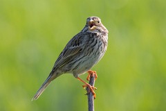 Grauammer, Emberiza calandra (2)