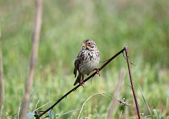 Grauammer, Emberiza calandra (4)