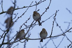 Grauammer, Emberiza calandra (6)
