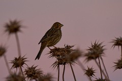 Grauammer, Emberiza calandra (7)