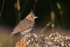 Haubenlerche, Galerida cristata (1)