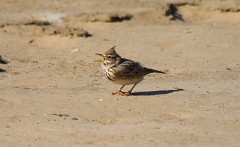 Haubenlerche, Galerida cristata (2)