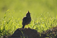 Haubenlerche, Galerida cristata (3)