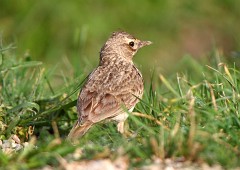 Haubenlerche, Galerida cristata (4)