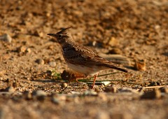 Haubenlerche, Galerida cristata (5)