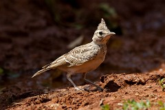 Haubenlerche, Galerida cristata (6)