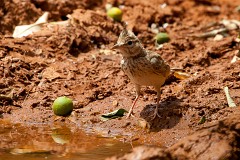 Haubenlerche, Galerida cristata (7)