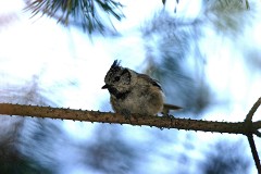 Haubenmeise, Lophophanes cristatus (1)