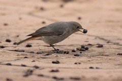 Hausrotschwanz, Phoenicurus ochruros (1)