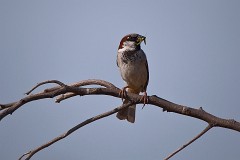 Haussperling, Passer domesticus (1)