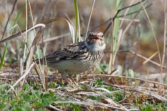 Heidelerche, Lullula arborea (1)