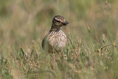 Heidelerche, Lullula arborea (10)