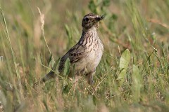 Heidelerche, Lullula arborea (11)