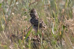 Heidelerche, Lullula arborea (12)