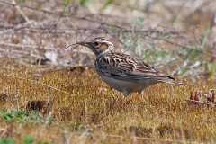 Heidelerche, Lullula arborea (2)  Heidelerche, Lullula arborea, Nr.2.jpg