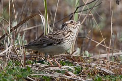 Heidelerche, Lullula arborea (3)  Heidelerche, Lullula arborea, Nr.3.jpg