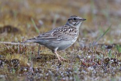 Heidelerche, Lullula arborea (4)  Heidelerche, Lullula arborea, Nr.4.jpg