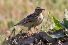 Heidelerche, Lullula arborea (5)
