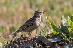 Heidelerche, Lullula arborea (6)