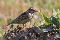 Heidelerche, Lullula arborea (7)