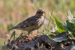 Heidelerche, Lullula arborea (8)