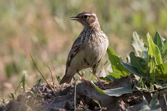 Heidelerche, Lullula arborea (9)